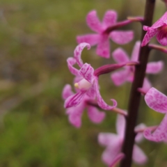 Dipodium roseum (Rosy Hyacinth Orchid) at QPRC LGA - 20 Dec 2023 by Csteele4