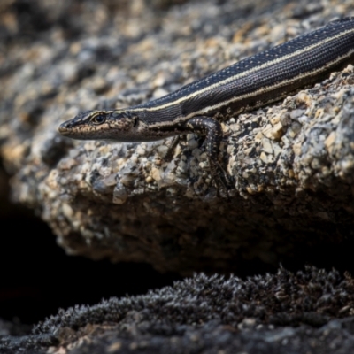 Pseudemoia spenceri (Spencer's Skink) at Namadgi National Park - 15 Dec 2023 by trevsci