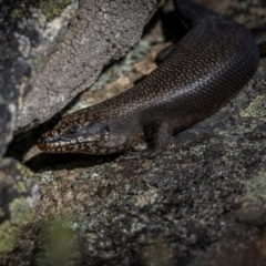 Egernia saxatilis (Black Rock Skink) at Scabby Range Nature Reserve - 15 Dec 2023 by trevsci