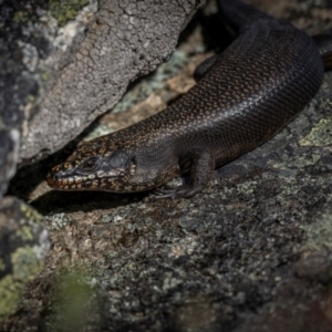 Egernia saxatilis at Scabby Range Nature Reserve - 15 Dec 2023