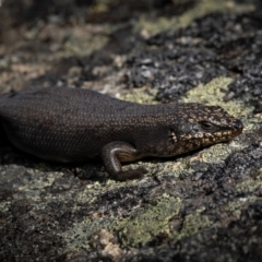 Egernia saxatilis at Scabby Range Nature Reserve - 15 Dec 2023 05:03 PM