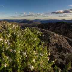 Prostanthera cuneata (Alpine Mint Bush) at Yaouk, NSW - 15 Dec 2023 by trevsci