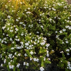 Prostanthera cuneata at Scabby Range Nature Reserve - 15 Dec 2023 07:54 PM