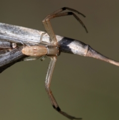 Runcinia acuminata (Pointy Crab Spider) at Higgins, ACT - 16 Dec 2023 by Untidy