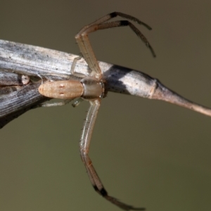 Runcinia acuminata at Higgins Woodland - 16 Dec 2023 06:05 PM