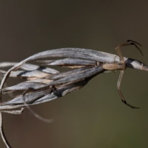 Runcinia acuminata at Higgins Woodland - 16 Dec 2023