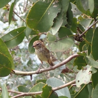 Acanthiza lineata (Striated Thornbill) at Murrumbateman, NSW - 19 Dec 2023 by SimoneC