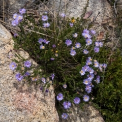 Olearia sp. Rhizomatica (I.R.Telford 11549) (Daisy Bush (Australian National Herbarium)) at Namadgi National Park - 15 Dec 2023 by trevsci