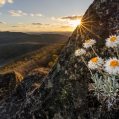 Leucochrysum alpinum (Alpine Sunray) at Scabby Range Nature Reserve - 15 Dec 2023 by trevsci