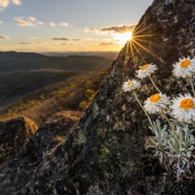 Leucochrysum alpinum (Alpine Sunray) at Yaouk, NSW - 15 Dec 2023 by trevsci