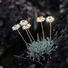 Leucochrysum alpinum at Scabby Range Nature Reserve - 15 Dec 2023 07:47 PM