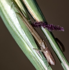 Runcinia acuminata (Pointy Crab Spider) at Higgins Woodland - 16 Dec 2023 by Untidy