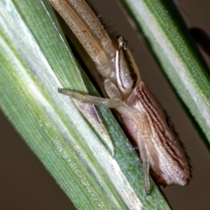 Runcinia acuminata at Higgins Woodland - 16 Dec 2023 06:08 PM