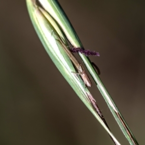 Runcinia acuminata at Higgins Woodland - 16 Dec 2023