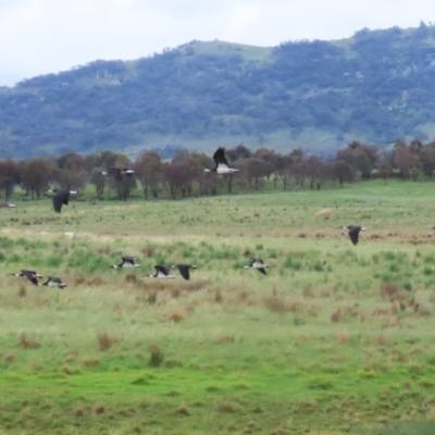 Threskiornis spinicollis (Straw-necked Ibis) at Tuggeranong, ACT - 20 Dec 2023 by RodDeb