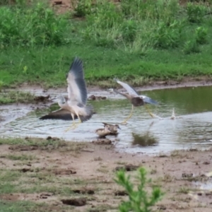 Egretta novaehollandiae at Lanyon - northern section A.C.T. - 20 Dec 2023