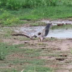 Egretta novaehollandiae at Lanyon - northern section A.C.T. - 20 Dec 2023