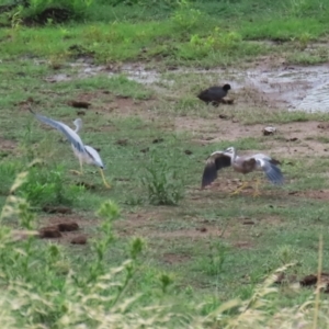 Egretta novaehollandiae at Lanyon - northern section A.C.T. - 20 Dec 2023