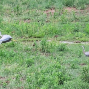 Egretta novaehollandiae at Lanyon - northern section A.C.T. - 20 Dec 2023 12:31 PM