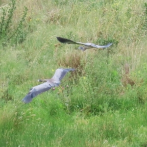 Egretta novaehollandiae at Lanyon - northern section A.C.T. - 20 Dec 2023