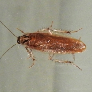 Johnrehnia sp. (genus) at Wanniassa, ACT - 15 Dec 2023 09:53 PM