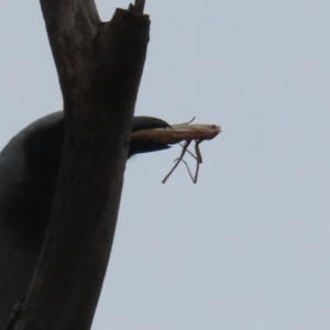 Mantodea (order) at Gordon, ACT - 20 Dec 2023