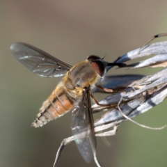 Trichophthalma punctata (Tangle-vein fly) at Higgins Woodland - 16 Dec 2023 by Untidy