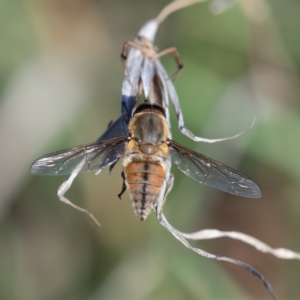 Trichophthalma punctata at Higgins Woodland - 16 Dec 2023