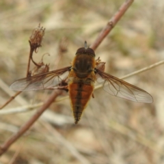 Trichophthalma punctata (Tangle-vein fly) at Stromlo, ACT - 20 Dec 2023 by HelenCross
