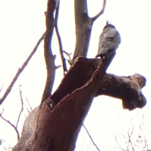 Callocephalon fimbriatum (identifiable birds) at Mount Painter - suppressed