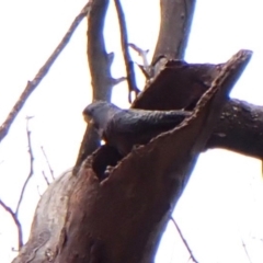 Callocephalon fimbriatum (identifiable birds) at Mount Painter - suppressed