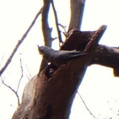 Callocephalon fimbriatum (identifiable birds) at Mount Painter - suppressed