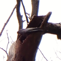 Callocephalon fimbriatum (identifiable birds) at Mount Painter - suppressed