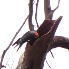 Callocephalon fimbriatum (identifiable birds) at Mount Painter - suppressed