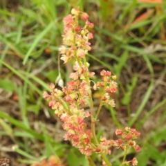 Rumex acetosella (Sheep Sorrel) at Lions Youth Haven - Westwood Farm A.C.T. - 20 Dec 2023 by HelenCross