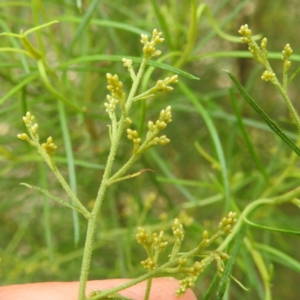 Cassinia quinquefaria at Lions Youth Haven - Westwood Farm A.C.T. - 20 Dec 2023 05:19 PM