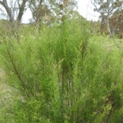 Cassinia quinquefaria at Lions Youth Haven - Westwood Farm A.C.T. - 20 Dec 2023 05:19 PM