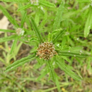 Euchiton sp. at Lions Youth Haven - Westwood Farm A.C.T. - 20 Dec 2023