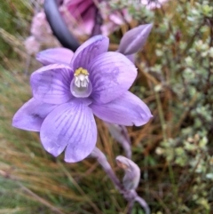 Thelymitra alpicola (Striped Alpine Sun Orchid) by forest17178