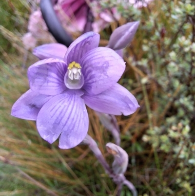 Thelymitra alpicola (Striped Alpine Sun Orchid) at suppressed - 19 Dec 2023 by forest17178