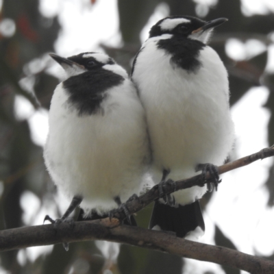 Grallina cyanoleuca (Magpie-lark) at Lions Youth Haven - Westwood Farm A.C.T. - 20 Dec 2023 by HelenCross