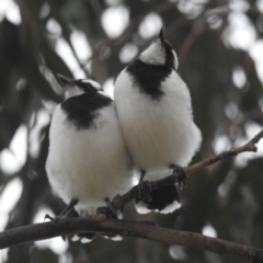 Grallina cyanoleuca at Lions Youth Haven - Westwood Farm A.C.T. - 20 Dec 2023 05:45 PM