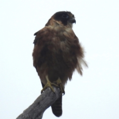 Falco longipennis (Australian Hobby) at Lions Youth Haven - Westwood Farm A.C.T. - 20 Dec 2023 by HelenCross