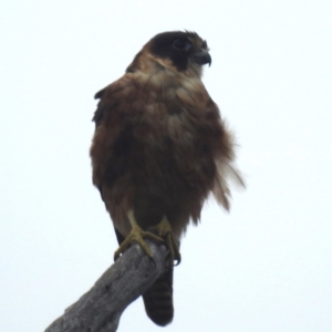 Falco longipennis at Lions Youth Haven - Westwood Farm A.C.T. - 20 Dec 2023 05:53 PM