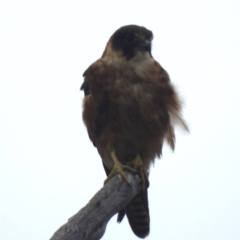 Falco longipennis at Lions Youth Haven - Westwood Farm A.C.T. - 20 Dec 2023 05:53 PM