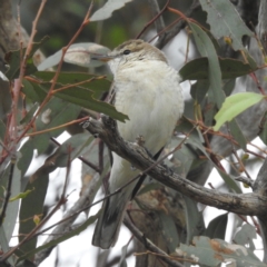 Lalage tricolor (White-winged Triller) at Tuggeranong, ACT - 20 Dec 2023 by HelenCross