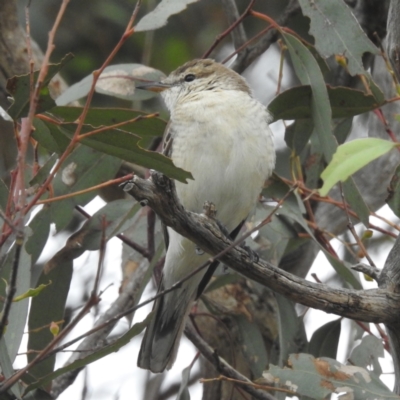 Lalage tricolor (White-winged Triller) at Lions Youth Haven - Westwood Farm A.C.T. - 20 Dec 2023 by HelenCross