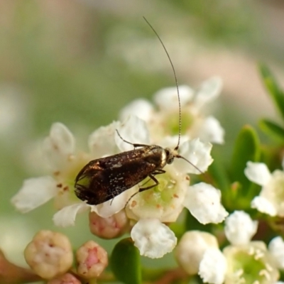 Nemophora laurella (A Fairy Moth) at Cook, ACT - 18 Dec 2023 by CathB