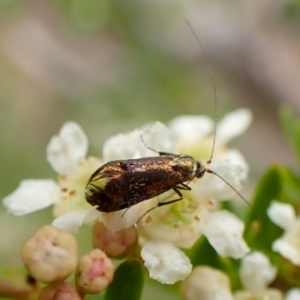 Nemophora laurella at Cook, ACT - 19 Dec 2023