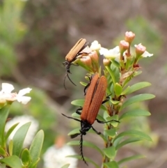 Porrostoma sp. (genus) at Cook, ACT - 19 Dec 2023